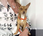 Small #20 Chihuahua