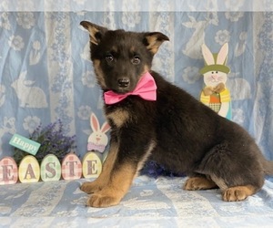 German Shepherd Dog Puppy for sale in LANCASTER, PA, USA