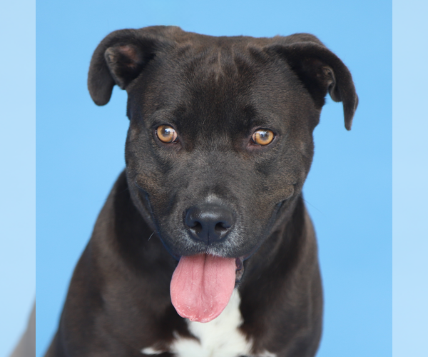 Medium Photo #2 Mutt Puppy For Sale in Pasadena, CA, USA