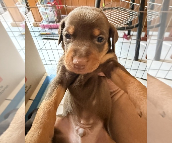 Medium Photo #5 Miniature Pinscher Puppy For Sale in LOS ANGELES, CA, USA