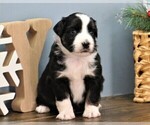 Small Photo #3 Miniature Australian Shepherd Puppy For Sale in WEST PLAINS, MO, USA