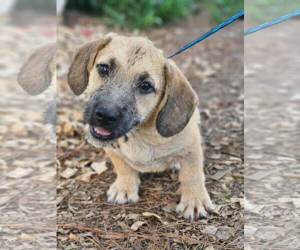 Medium Photo #1 Basset Hound-Unknown Mix Puppy For Sale in Wakefield, RI, USA