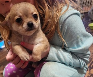 Pomeranian Puppy for sale in GRAND RAPIDS, MN, USA