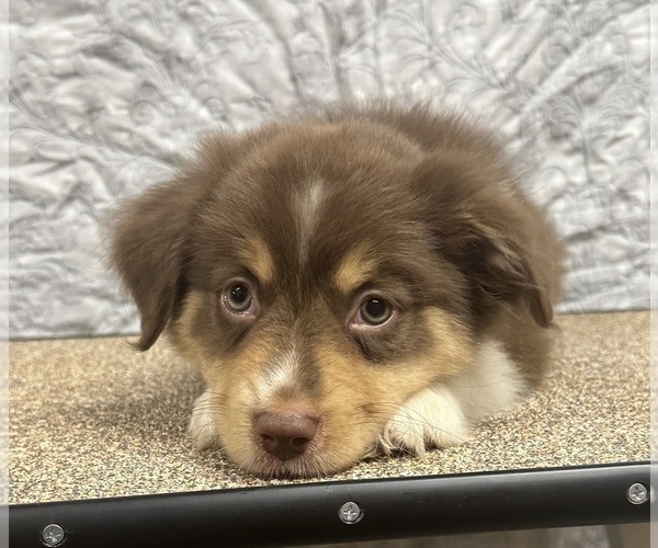 Medium Photo #15 Miniature American Shepherd Puppy For Sale in NOLENSVILLE, TN, USA