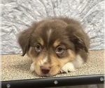 Small Photo #15 Miniature American Shepherd Puppy For Sale in NOLENSVILLE, TN, USA