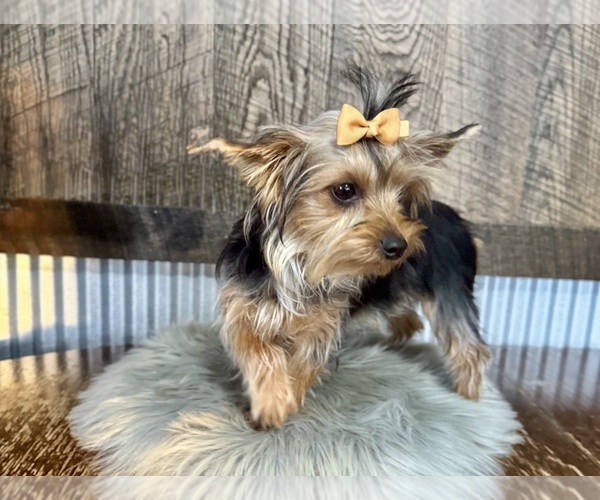 Medium Photo #4 Yorkshire Terrier Puppy For Sale in NAPPANEE, IN, USA