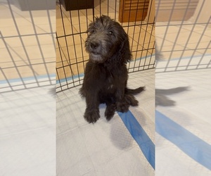 Goldendoodle Puppy for sale in LONG BEACH, CA, USA