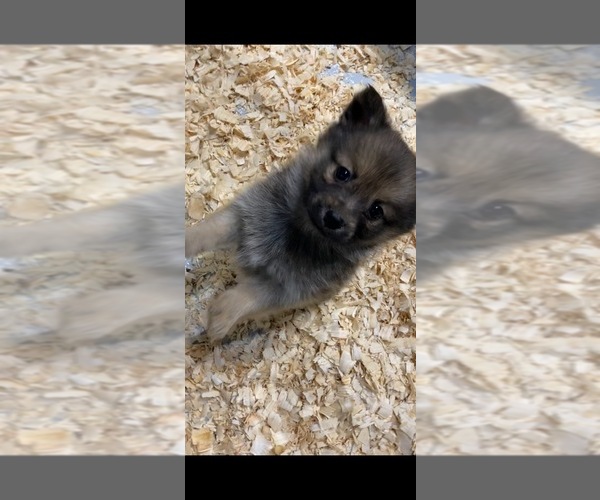 Medium Photo #4 Finnish Spitz-Pomeranian Mix Puppy For Sale in MONCLOVA, OH, USA