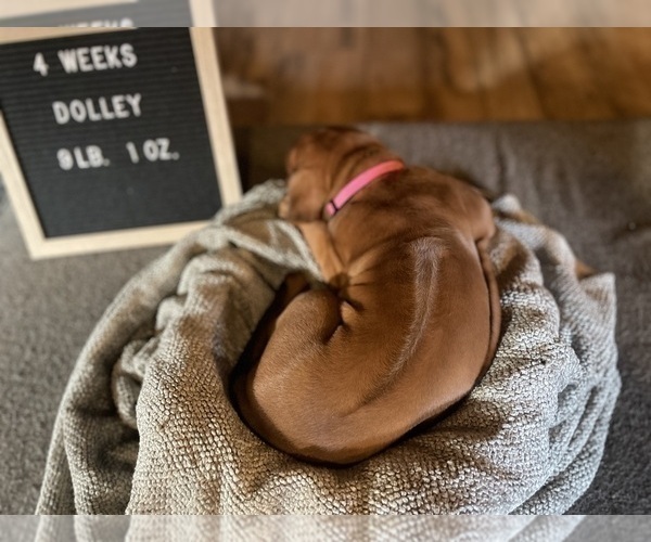 Medium Photo #7 Rhodesian Ridgeback Puppy For Sale in BOISE, ID, USA