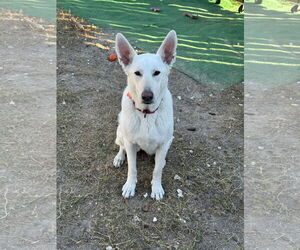 - Mix Dogs for adoption in Hoffman Estates, IL, USA