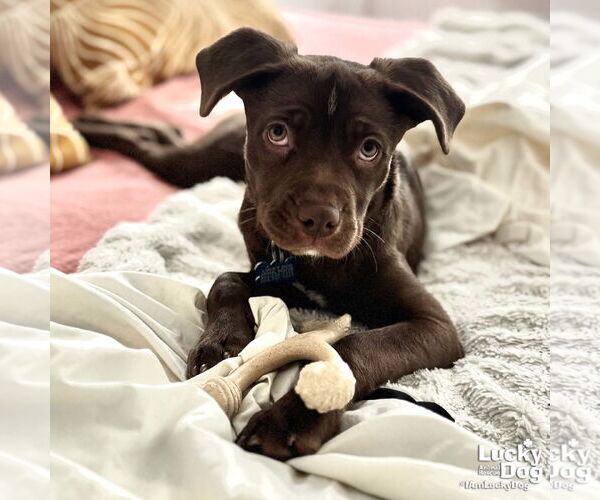 Medium Photo #5 Chesador Puppy For Sale in Washington, DC, USA