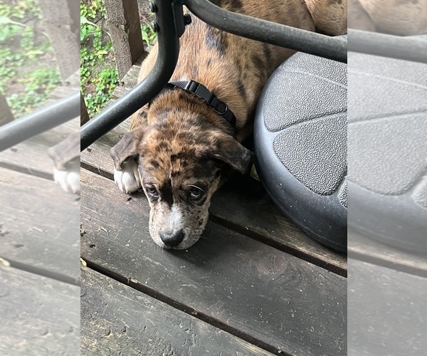 Medium Photo #1 American Pit Bull Terrier-Black Mouth Cur Mix Puppy For Sale in COLUMBIA HEIGHTS, MN, USA