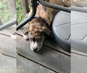 American Pit Bull Terrier-Black Mouth Cur Mix Puppy for sale in COLUMBIA HEIGHTS, MN, USA
