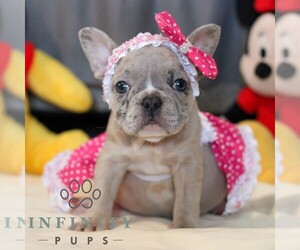 French Bulldog Puppy for sale in YORK, PA, USA