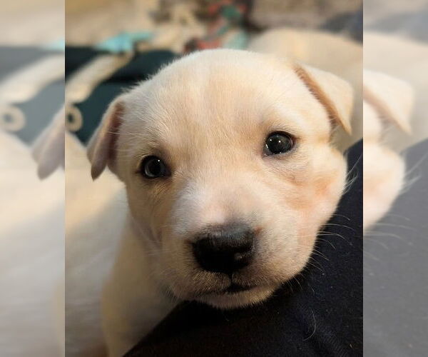 Medium Photo #6 Mutt Puppy For Sale in San Diego, CA, USA