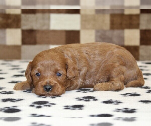 Medium Photo #2 Cavapoo (Miniature) Puppy For Sale in DENVER, PA, USA