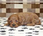 Small #1 Cavapoo (Miniature)