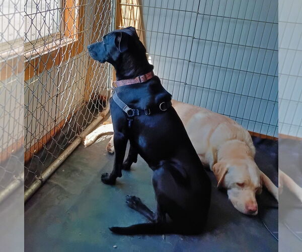 Medium Photo #3 Labrador Retriever-Unknown Mix Puppy For Sale in Minneapolis, MN, USA