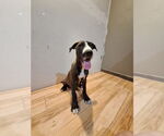 Small #6 Great Dane-Labrador Retriever Mix