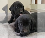Small #31 Labrador Retriever