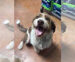 Small American Staffordshire Terrier-Poodle (Standard) Mix