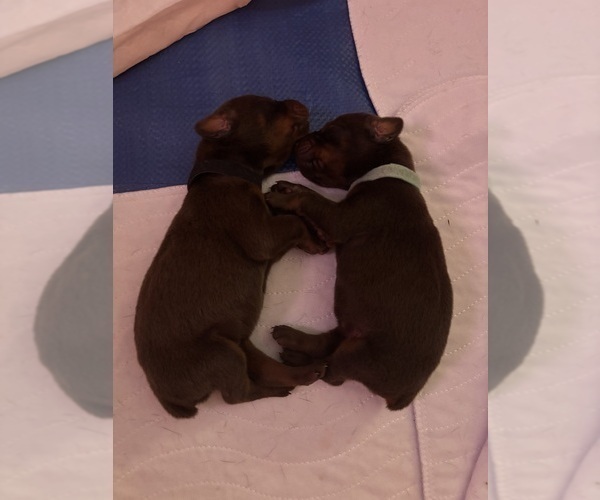 Medium Photo #2 Doberman Pinscher Puppy For Sale in MACOMB TOWNSHIP, MI, USA