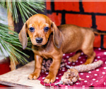 Small #2 Dachshund