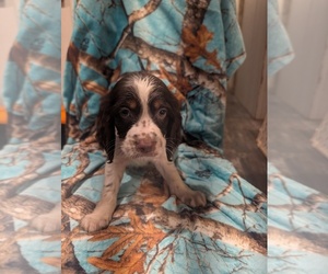 English Springer Spaniel Puppy for sale in BUFFALO, MO, USA