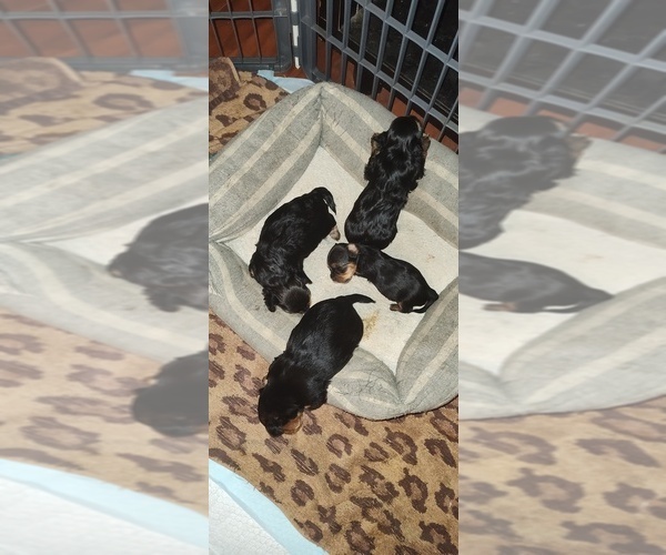 Medium Photo #5 Yorkshire Terrier Puppy For Sale in CLEVELAND, OH, USA