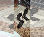 Small #4 Yorkshire Terrier