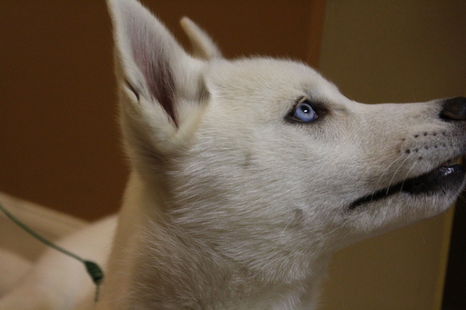 Medium Photo #1 Siberian Husky Puppy For Sale in SEVERN, MD, USA