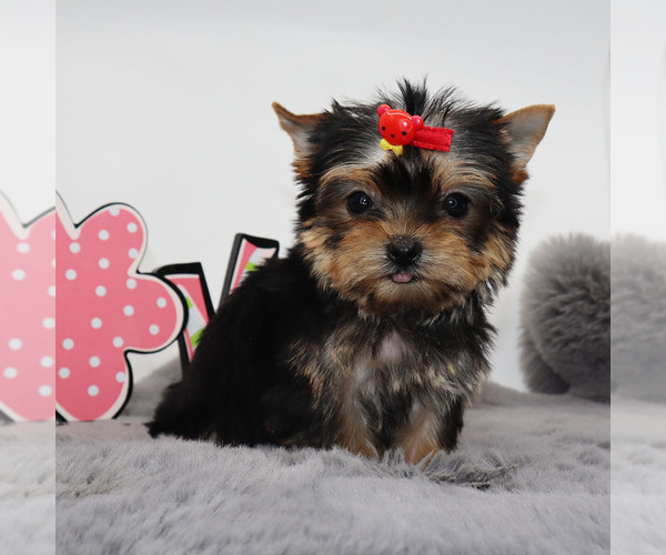 Medium Photo #2 Yorkshire Terrier Puppy For Sale in LOS ANGELES, CA, USA