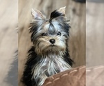 Small Photo #2 Yorkshire Terrier Puppy For Sale in OSCODA, MI, USA
