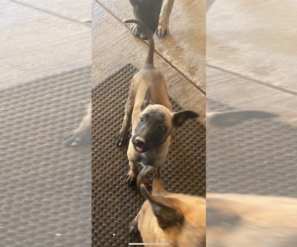 Medium Photo #7 Belgian Malinois Puppy For Sale in SQUAW VALLEY, CA, USA