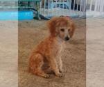 Small #5 Poodle (Toy)