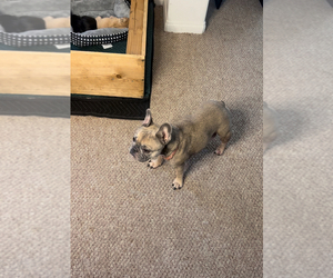 Mother of the French Bulldog puppies born on 04/24/2025