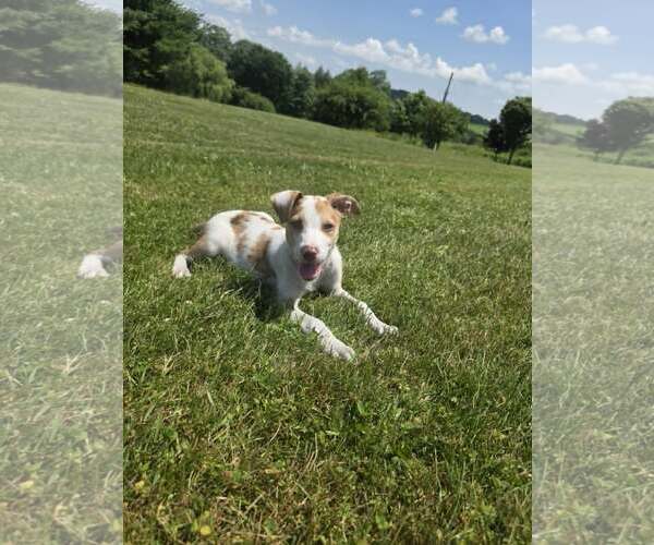 Medium Photo #2 Australian Shepherd-Unknown Mix Puppy For Sale in SHERBURNE, NY, USA