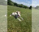 Small #1 Australian Shepherd Mix