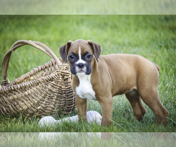 Medium Photo #8 Boxer Puppy For Sale in SHIPSHEWANA, IN, USA