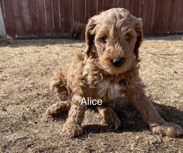 Medium Photo #1 Goldendoodle (Miniature) Puppy For Sale in RIVERTON, WY, USA