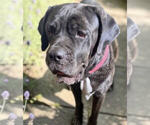River - Female Mastiff Dog for Adoption - Photo #2