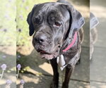 Small Photo #2 Mastiff Puppy For Sale in Goodyear, AZ, USA