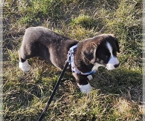 Cardigan Welsh Corgi Puppy for sale in LIVERMORE, CO, USA