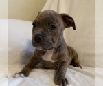 Puppy Brindle Girl American Bully