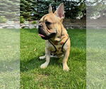 Small #1 French Bulldog
