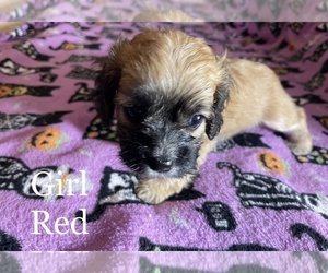 Cocker Spaniel-Poodle (Miniature) Mix Puppy for sale in LUBBOCK, TX, USA