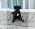 Small #2 Great Dane-Sheepadoodle Mix