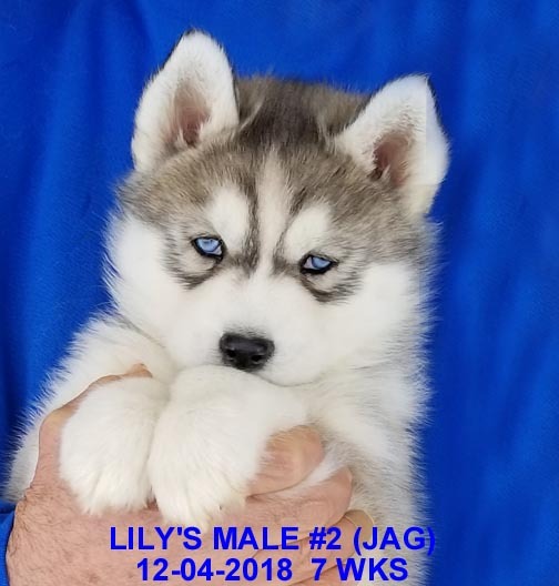 Medium Photo #27 Siberian Husky Puppy For Sale in MANILLA, IA, USA