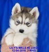 Small Photo #27 Siberian Husky Puppy For Sale in MANILLA, IA, USA