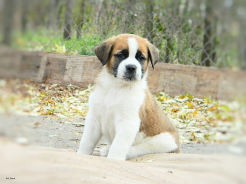 Medium Photo #1 Saint Bernard Puppy For Sale in YPSILANTI, MI, USA